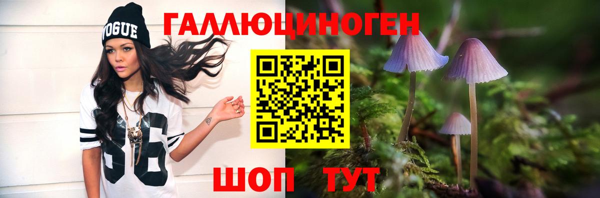 Заволжье  Псилоцибиновые грибы Psilocybe  Вход с VPN 